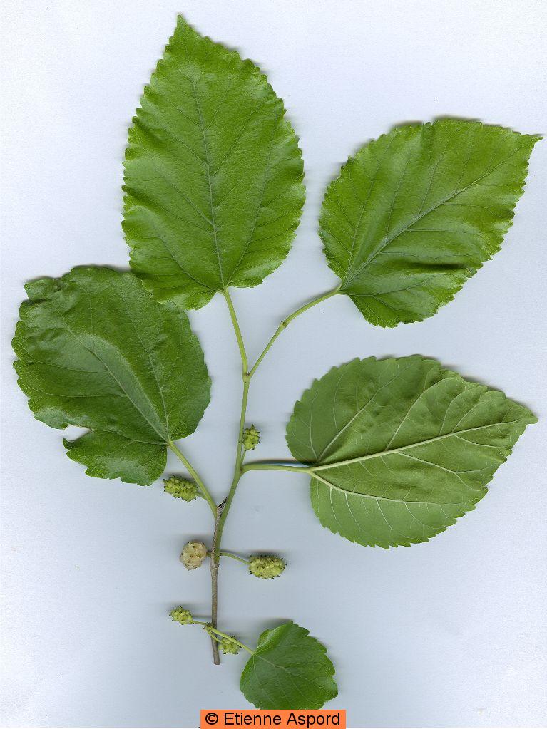 morus alba