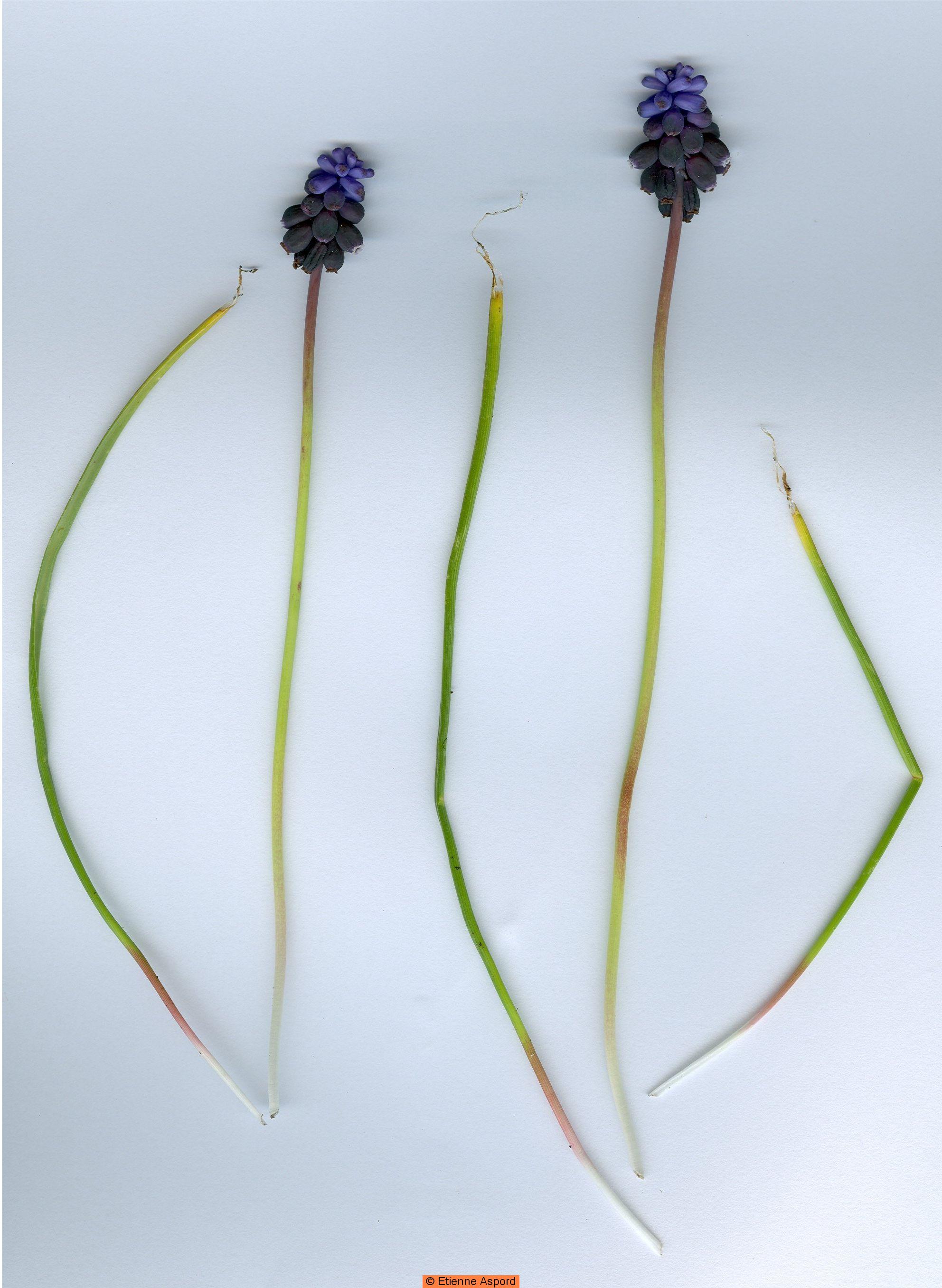 muscari racemosum