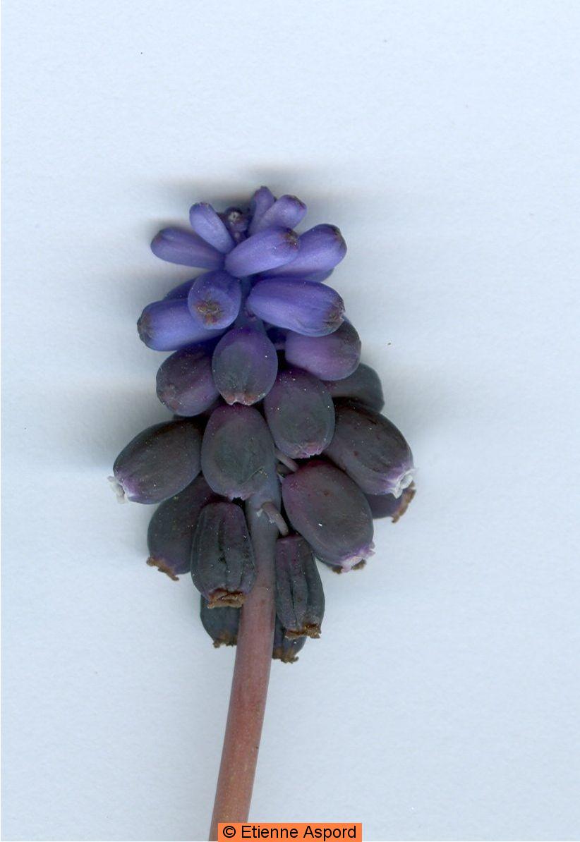 muscari racemosum