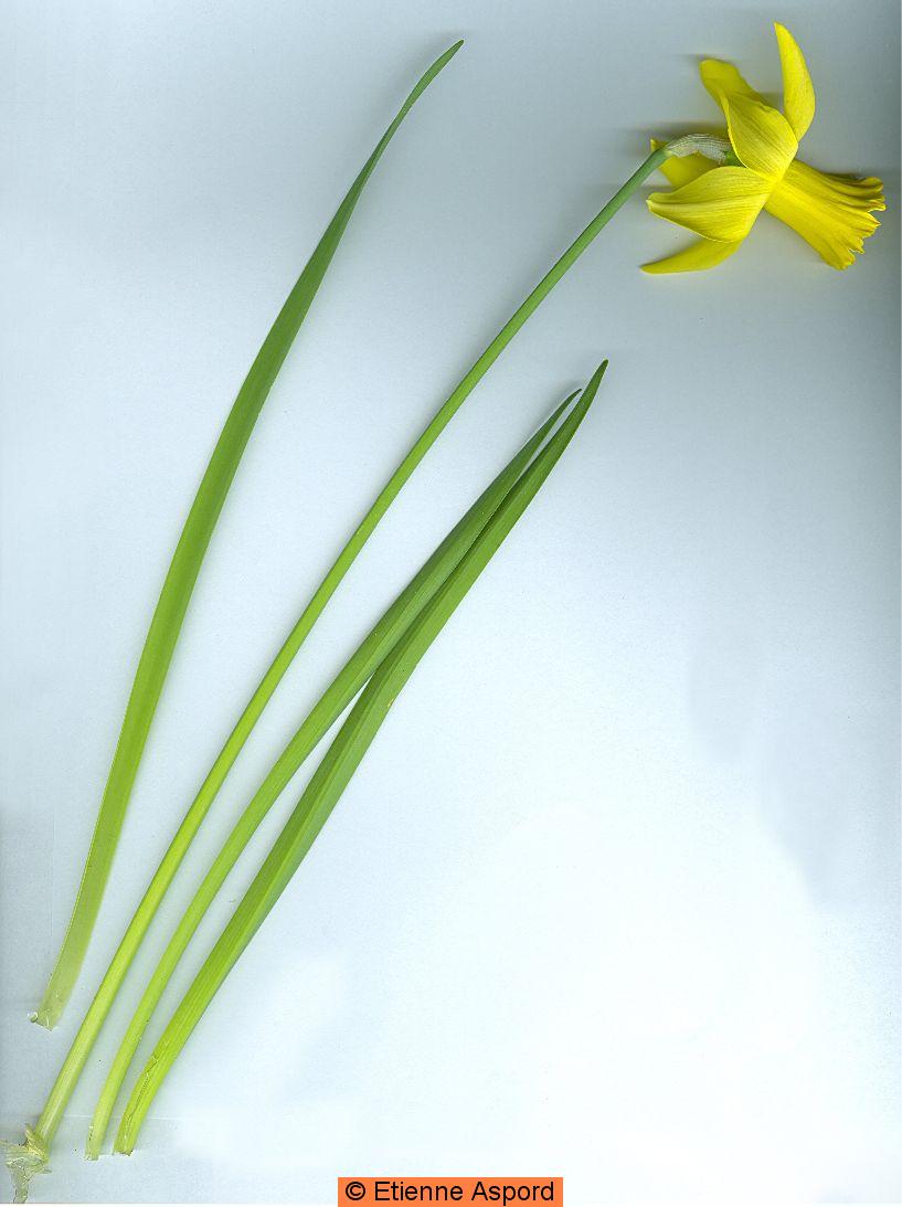 narcissus pseudonarcissus