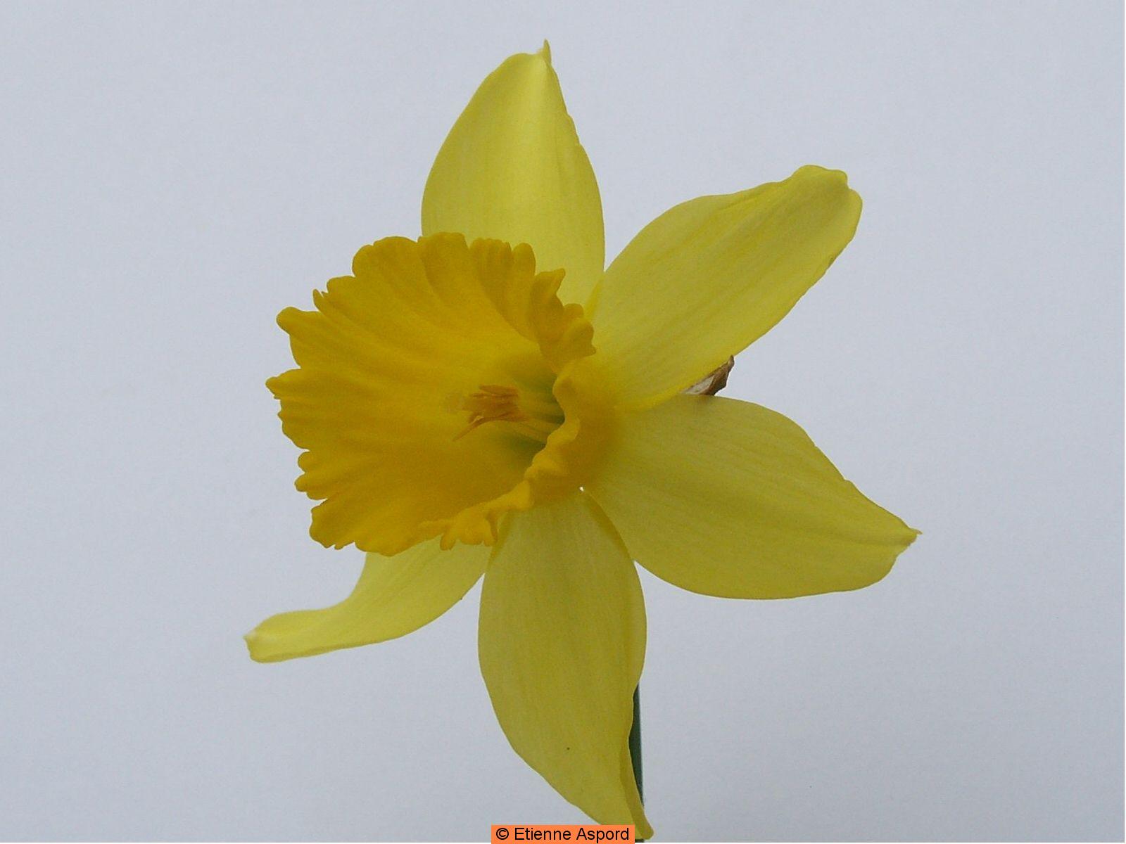 narcissus pseudonarcissus