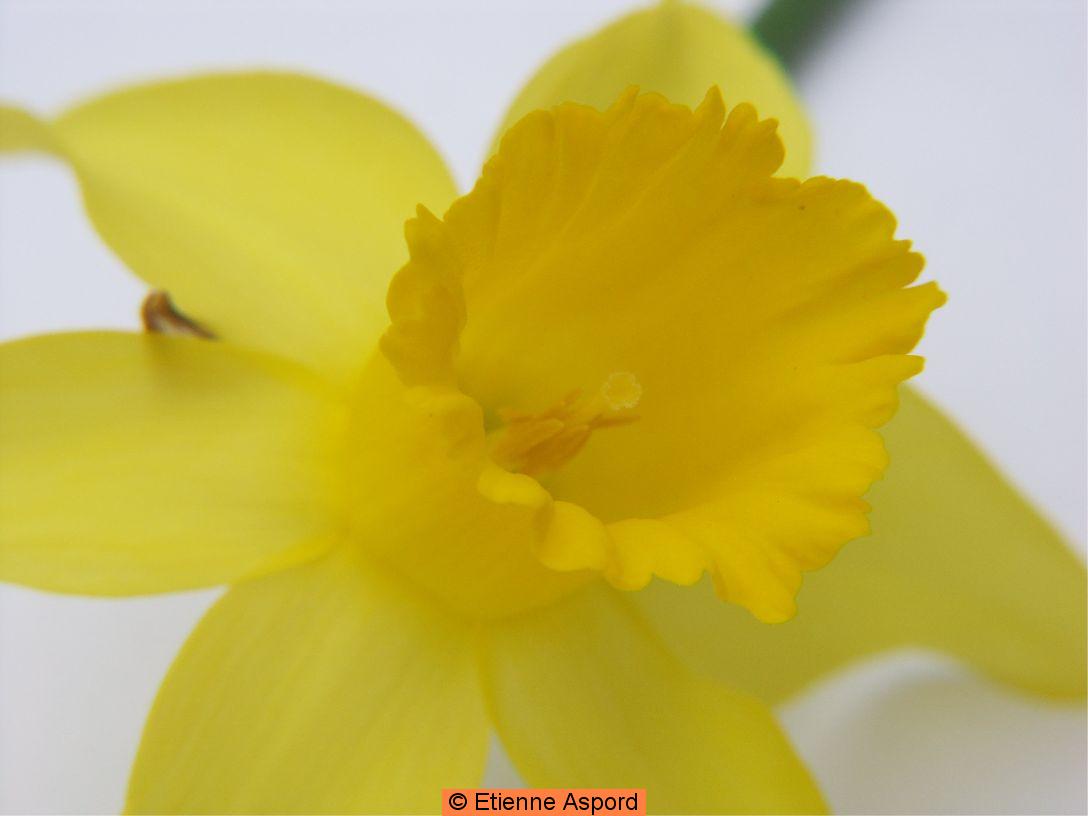 narcissus pseudonarcissus