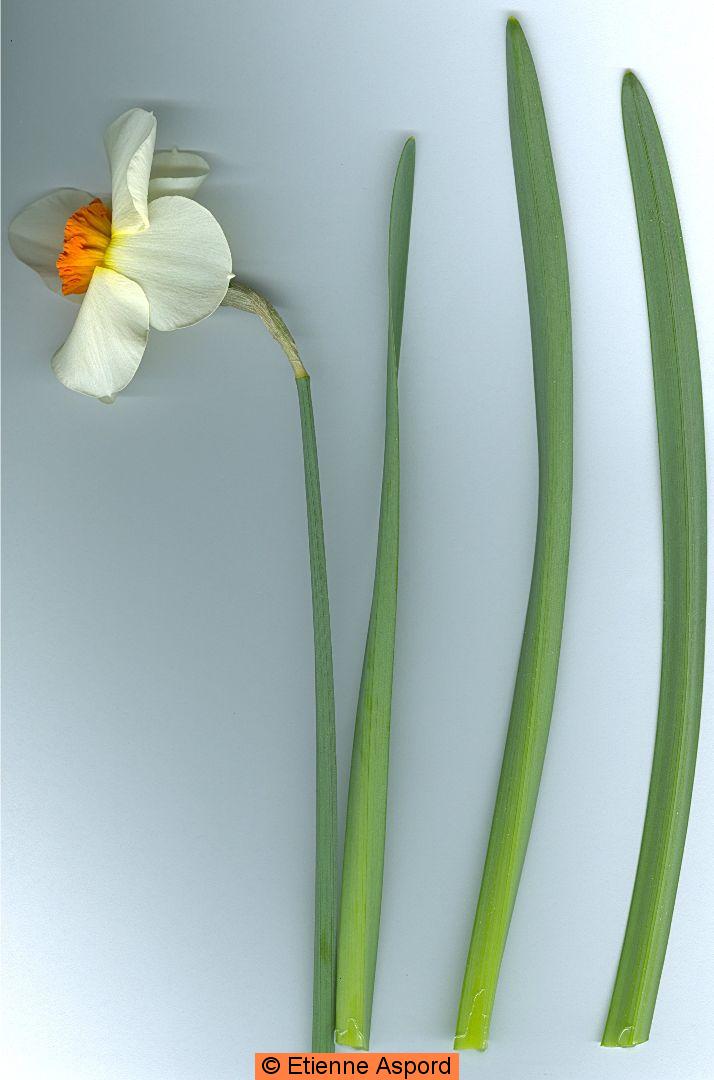 narcissus incomparabilis