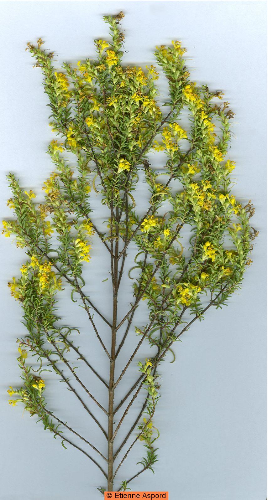 odontites lutea