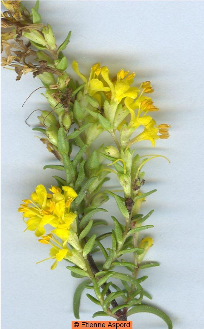 odontites lutea