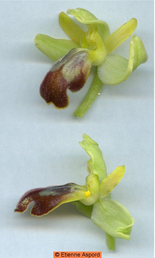 ophrys fusca