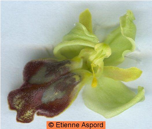 ophrys fusca