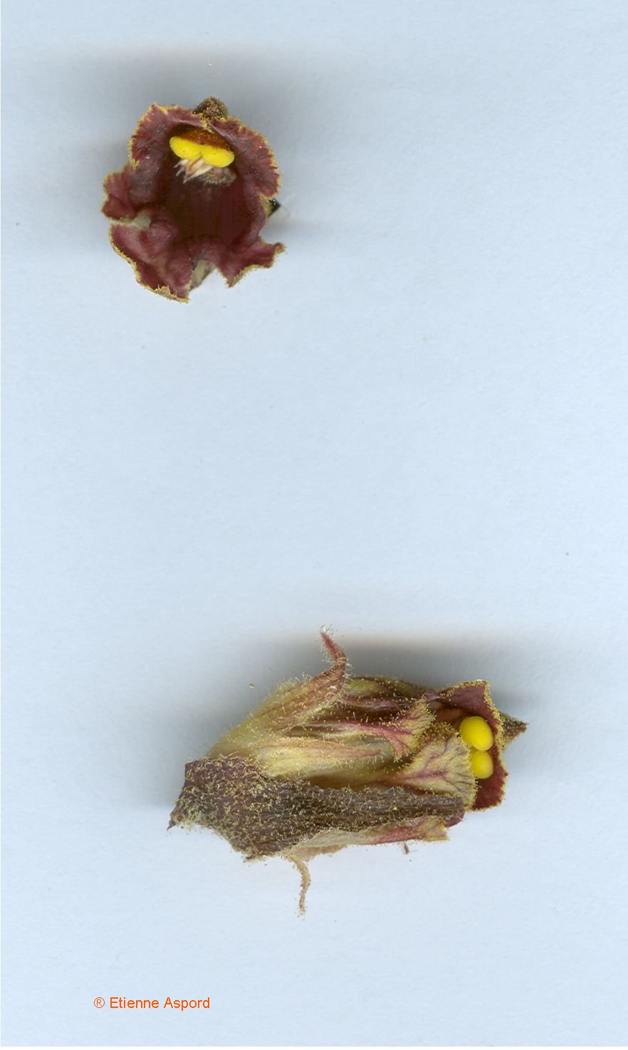 orobanche gracilis