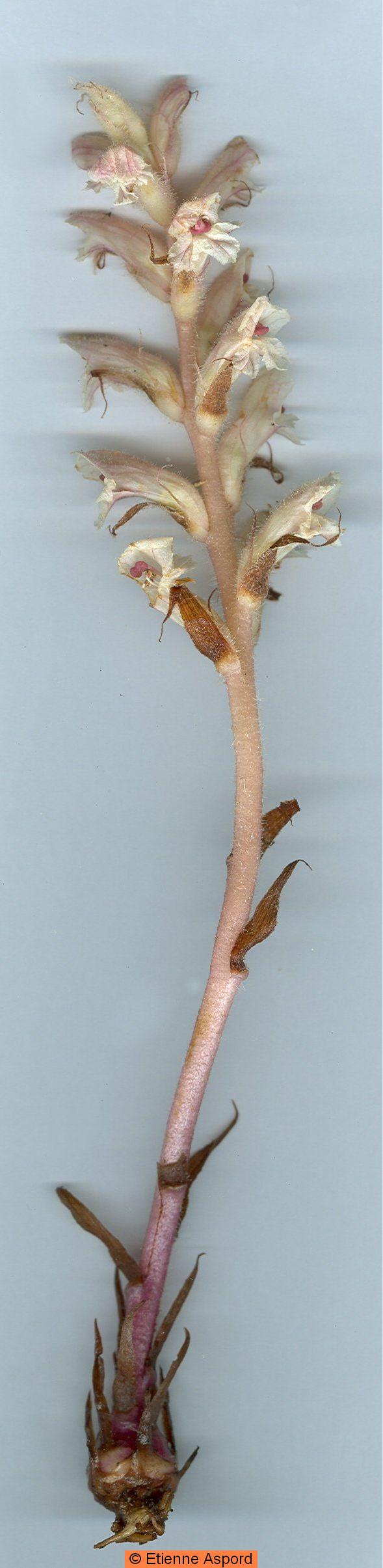 orobanche minor