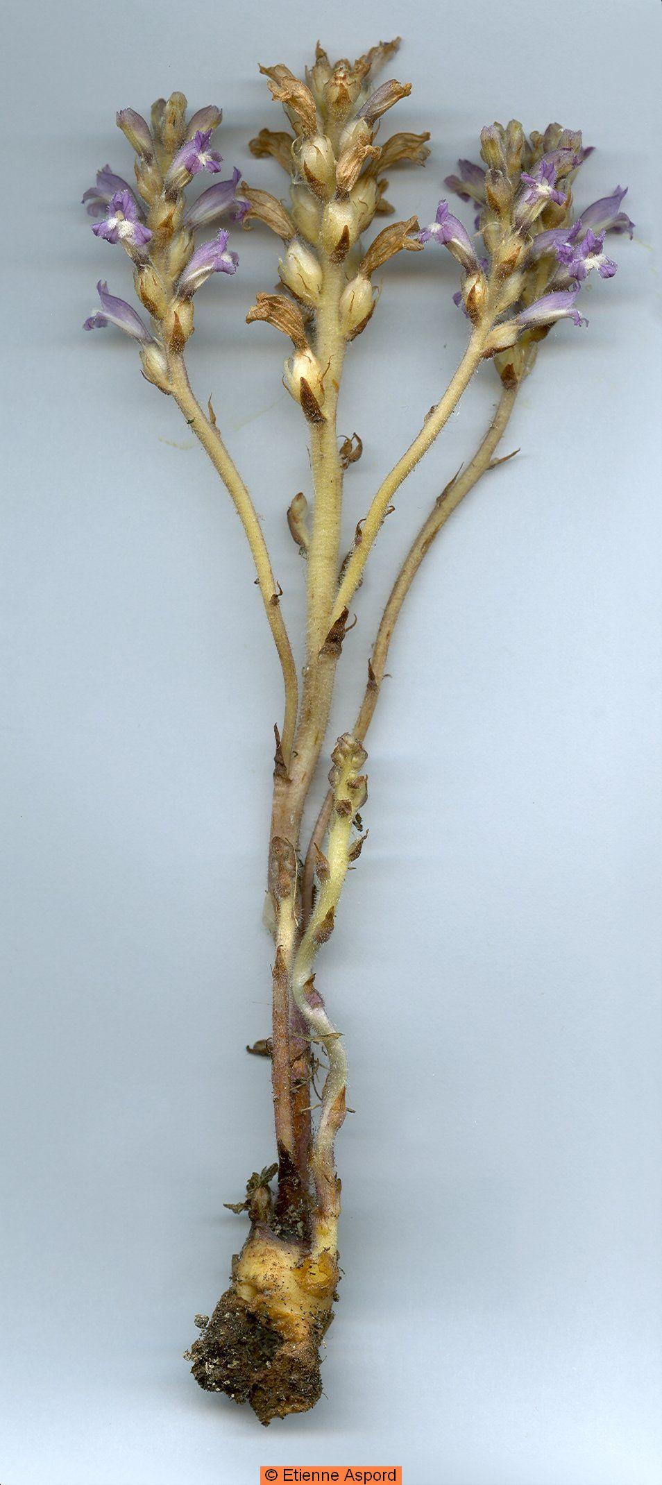 phelipanche mutelii