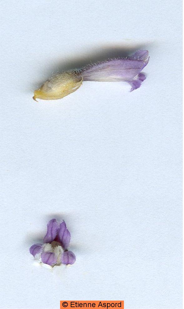 phelipanche mutelii