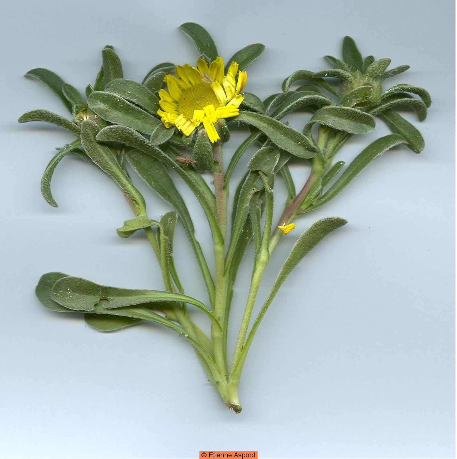 pallenis maritima