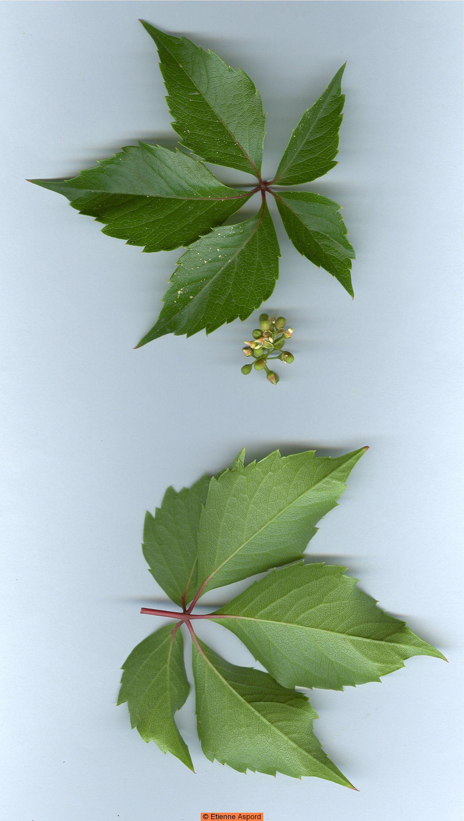 Parnassia palustrisparthenocissus quinquefolia