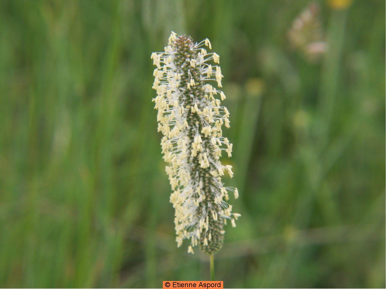 phleum serotinum