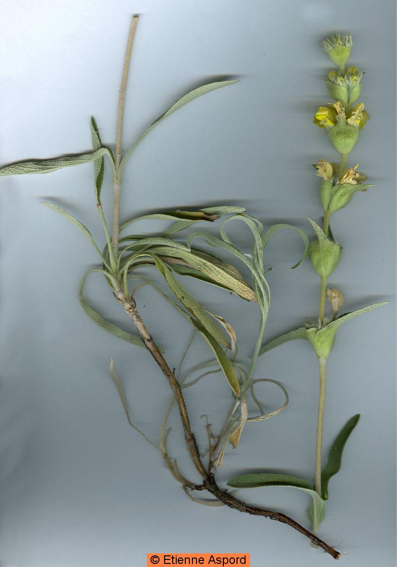phlomis lychnitis