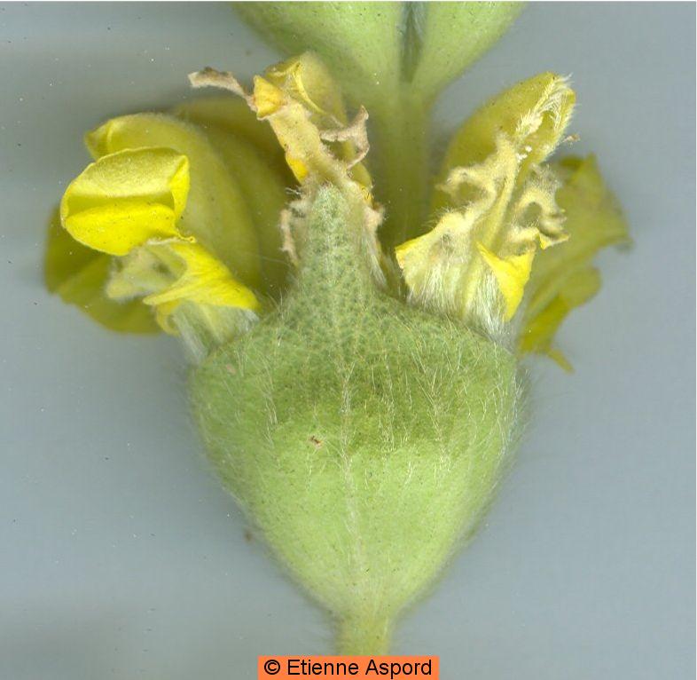 phlomis lychnitis