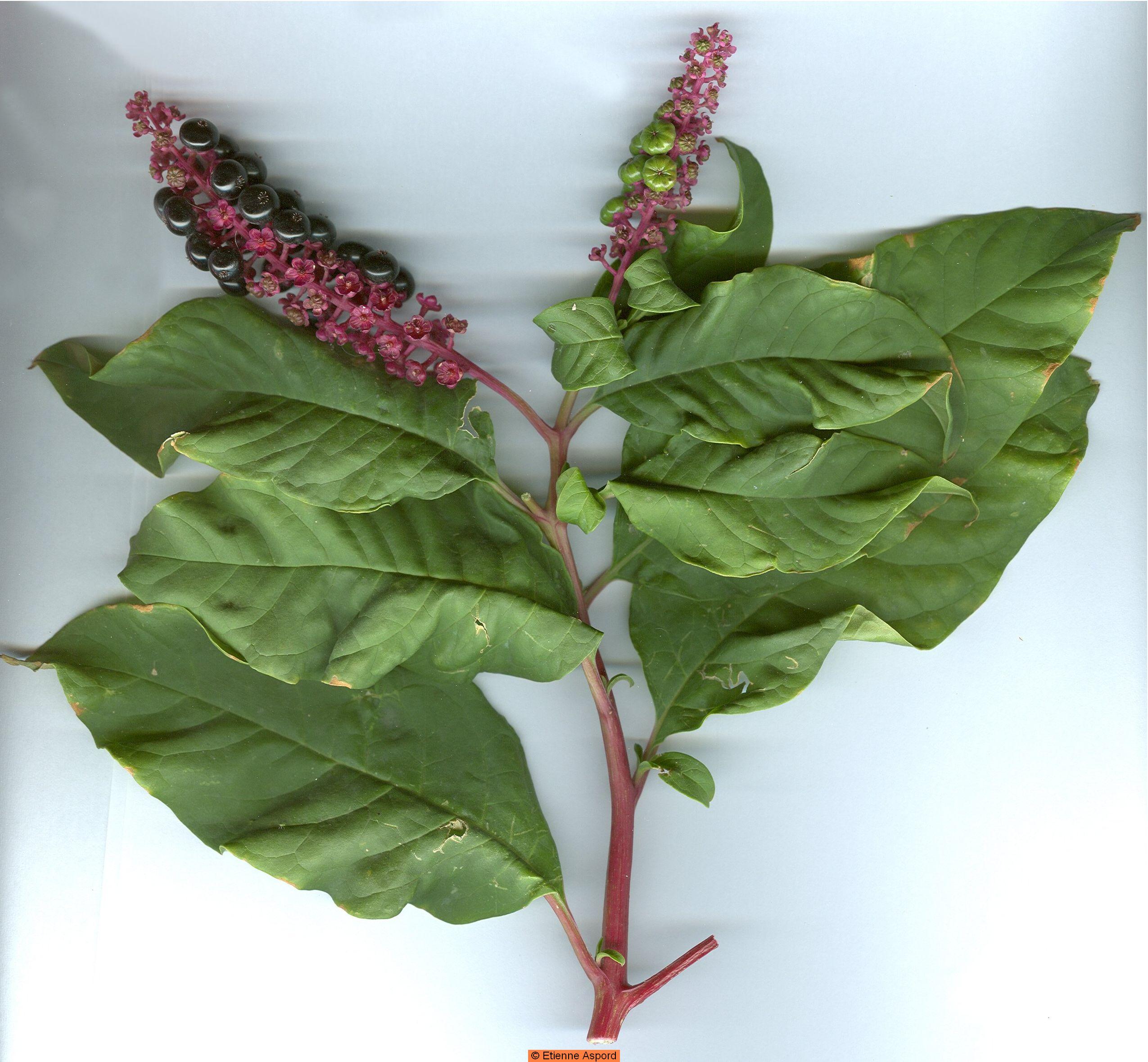 Phytolacca americana