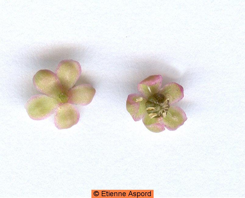 Phytolacca americana