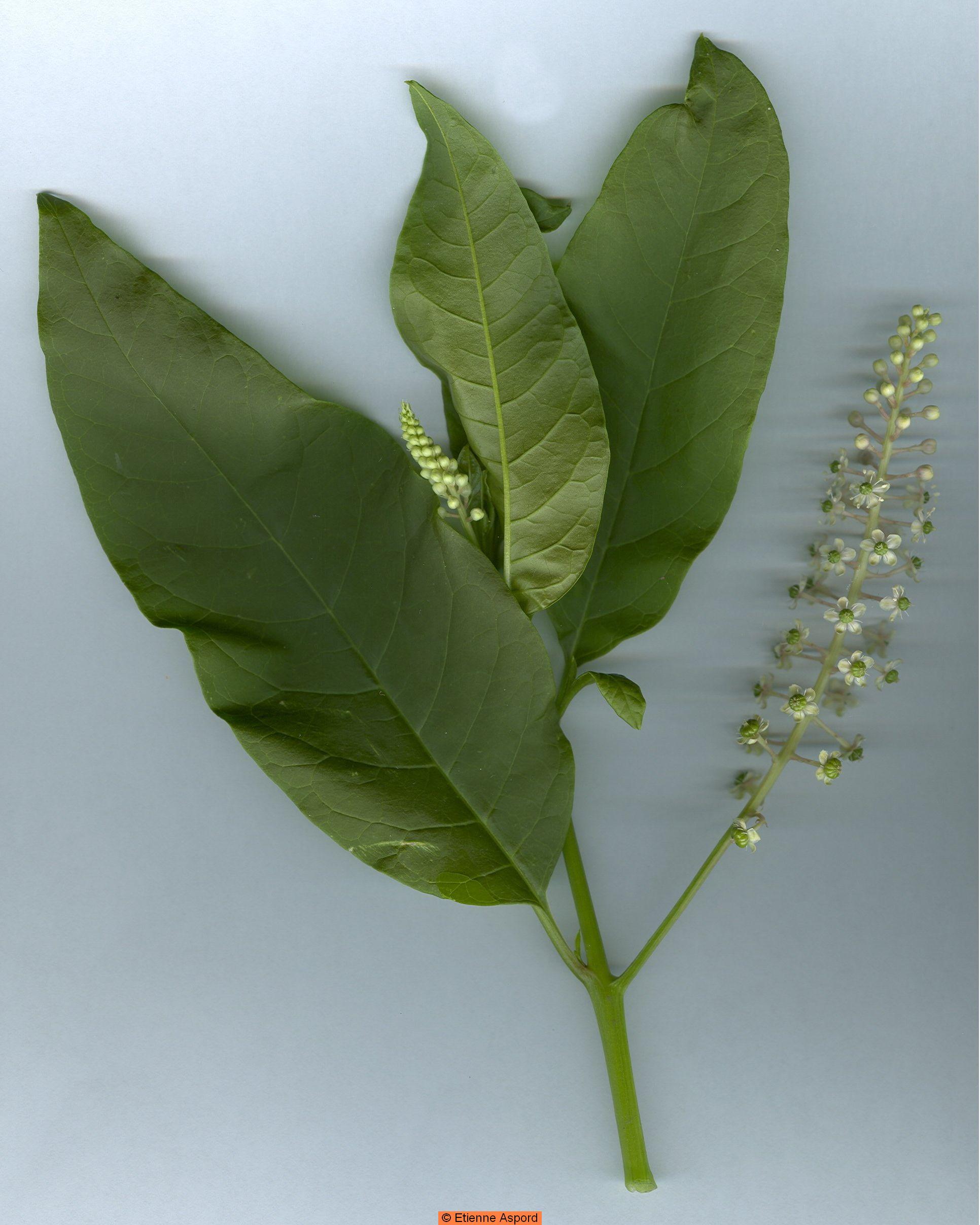 Phytolacca americana