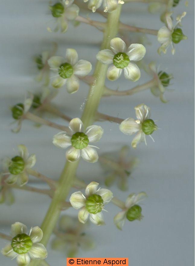 Phytolacca americana