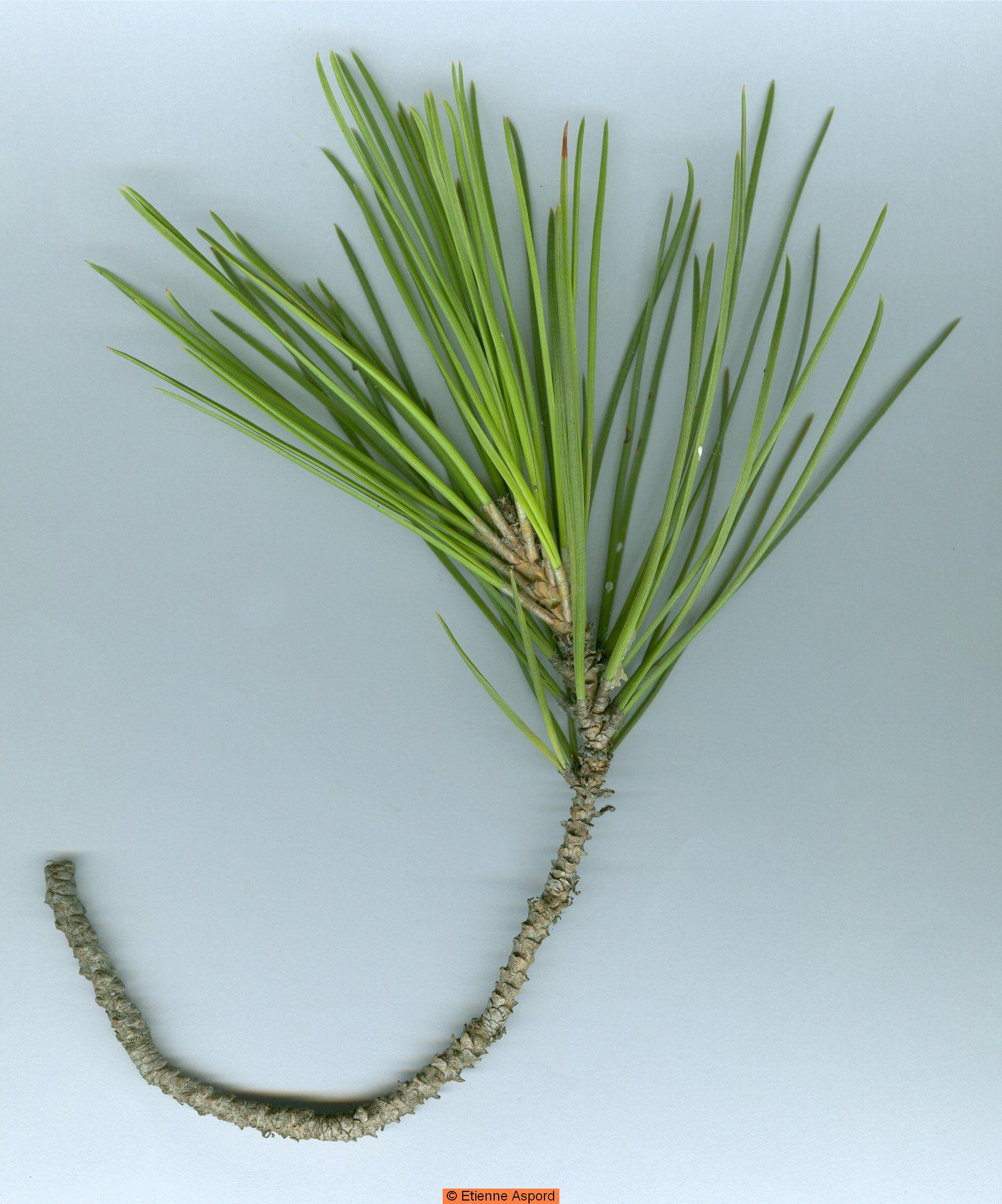 pinus pinea