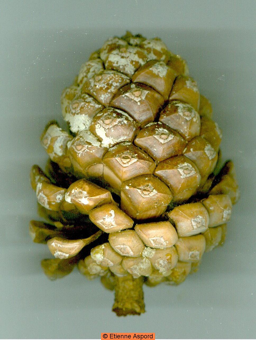 pinus pinea