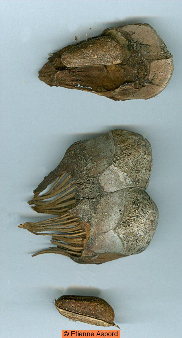 pinus pinea