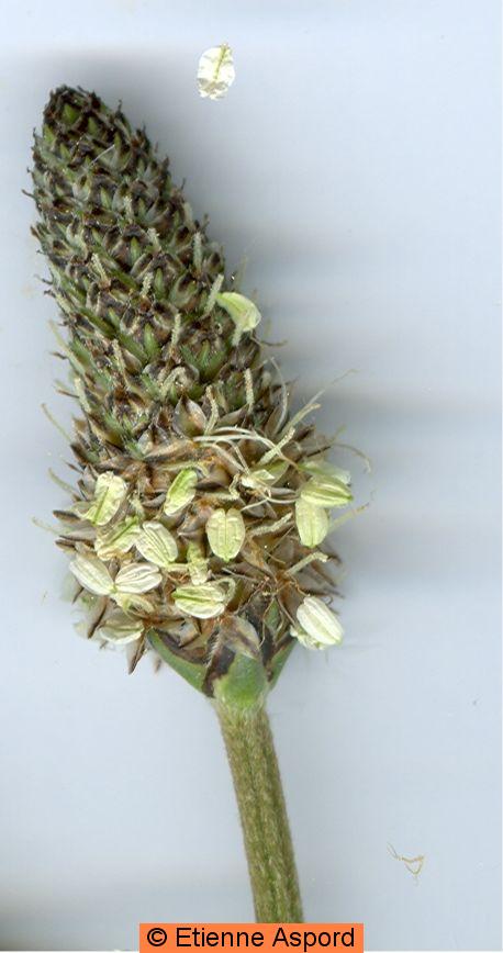 plantago lanceolata