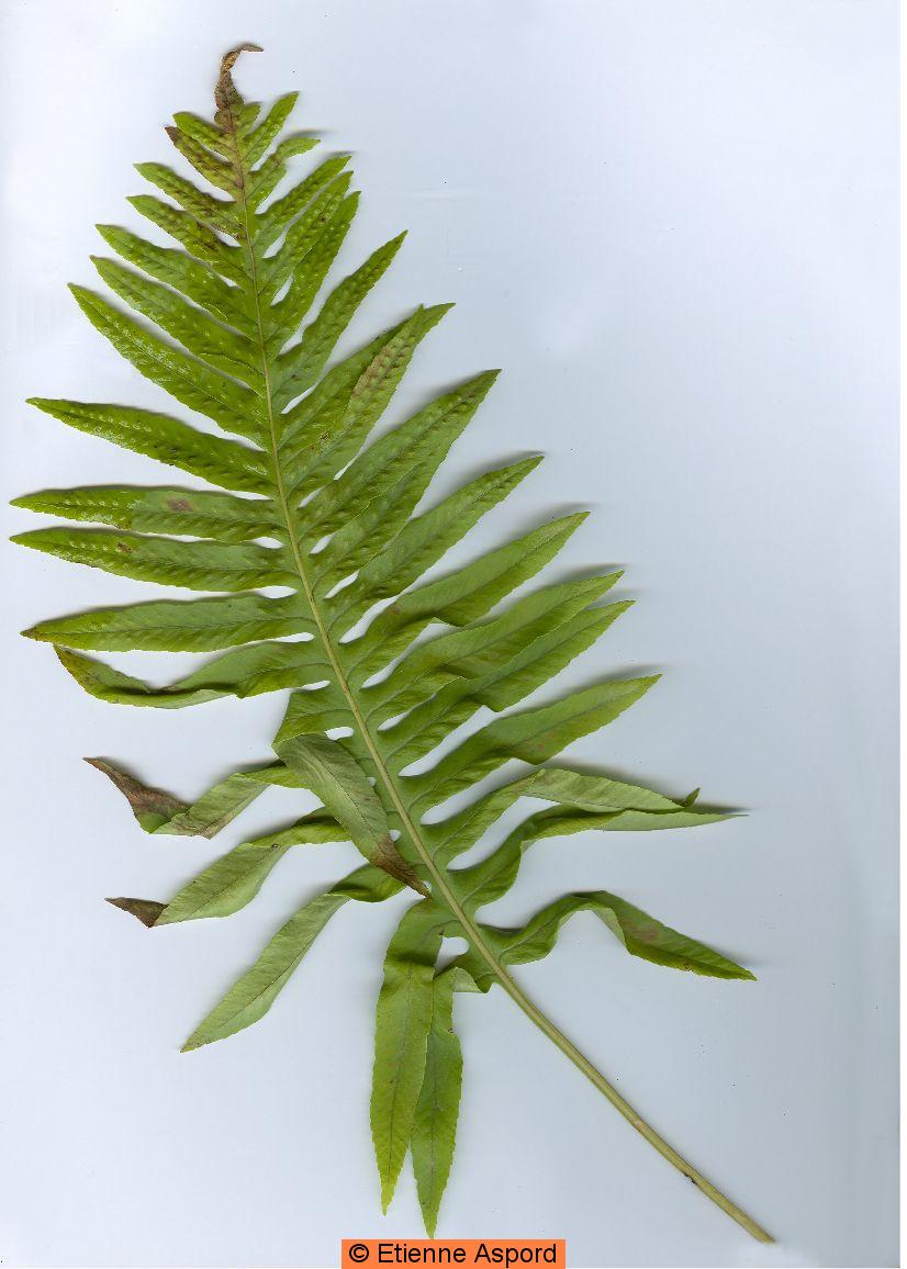 Polypodium cambricumPolypodium vulgare