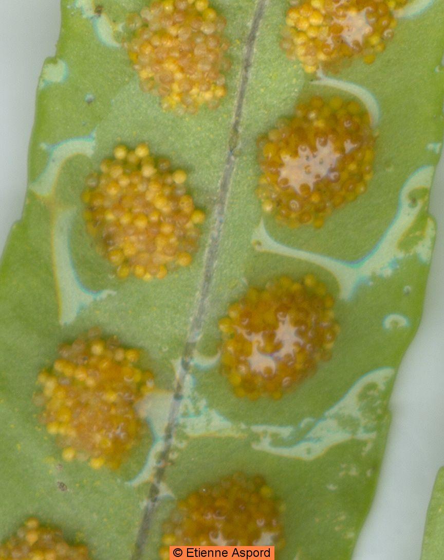 Polypodium cambricumPolypodium vulgare