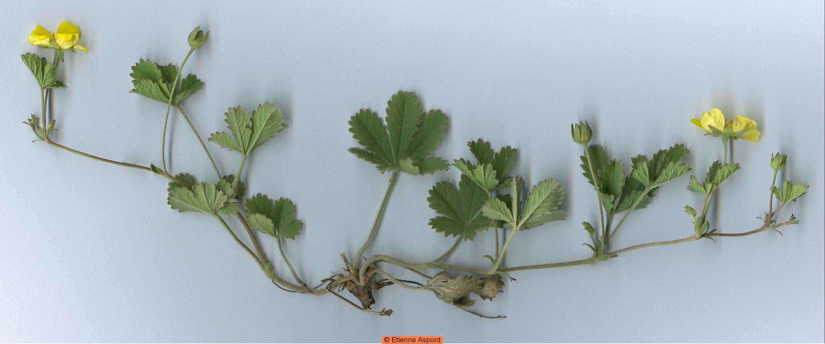 potentilla reptans