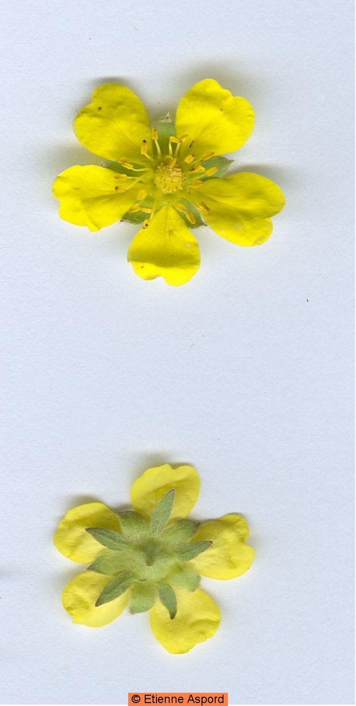 potentilla reptans