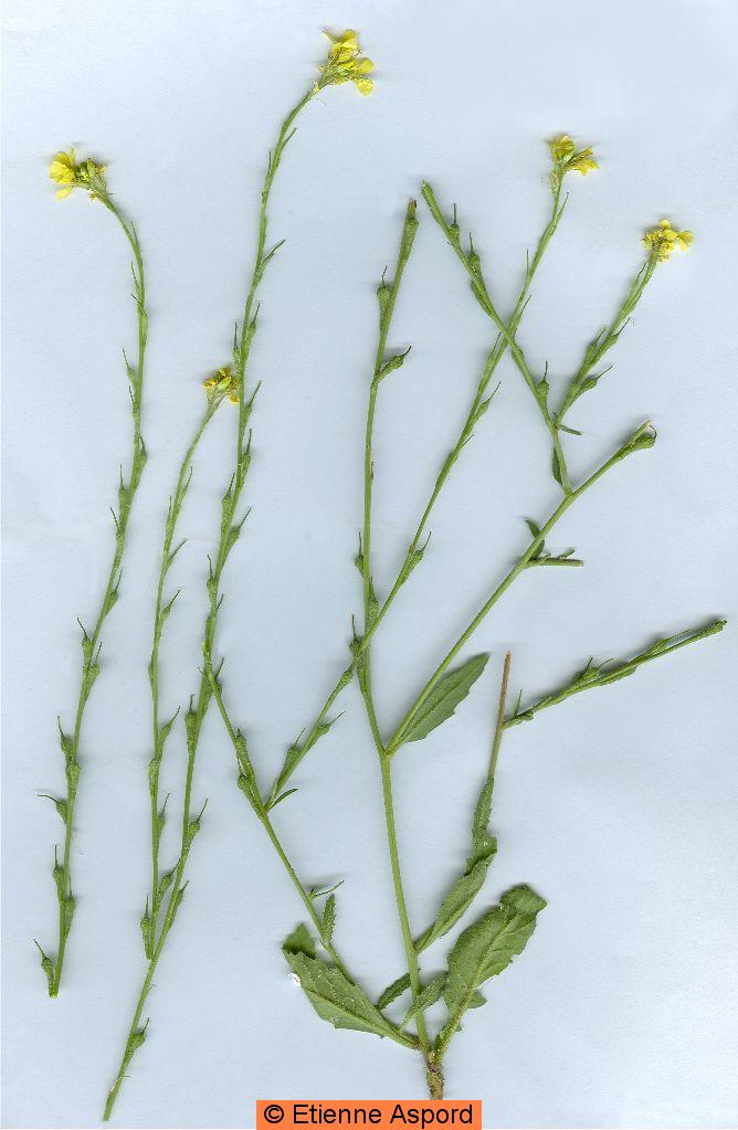 rapistrum rugosum