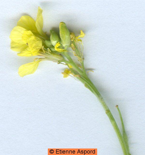rapistrum rugosum