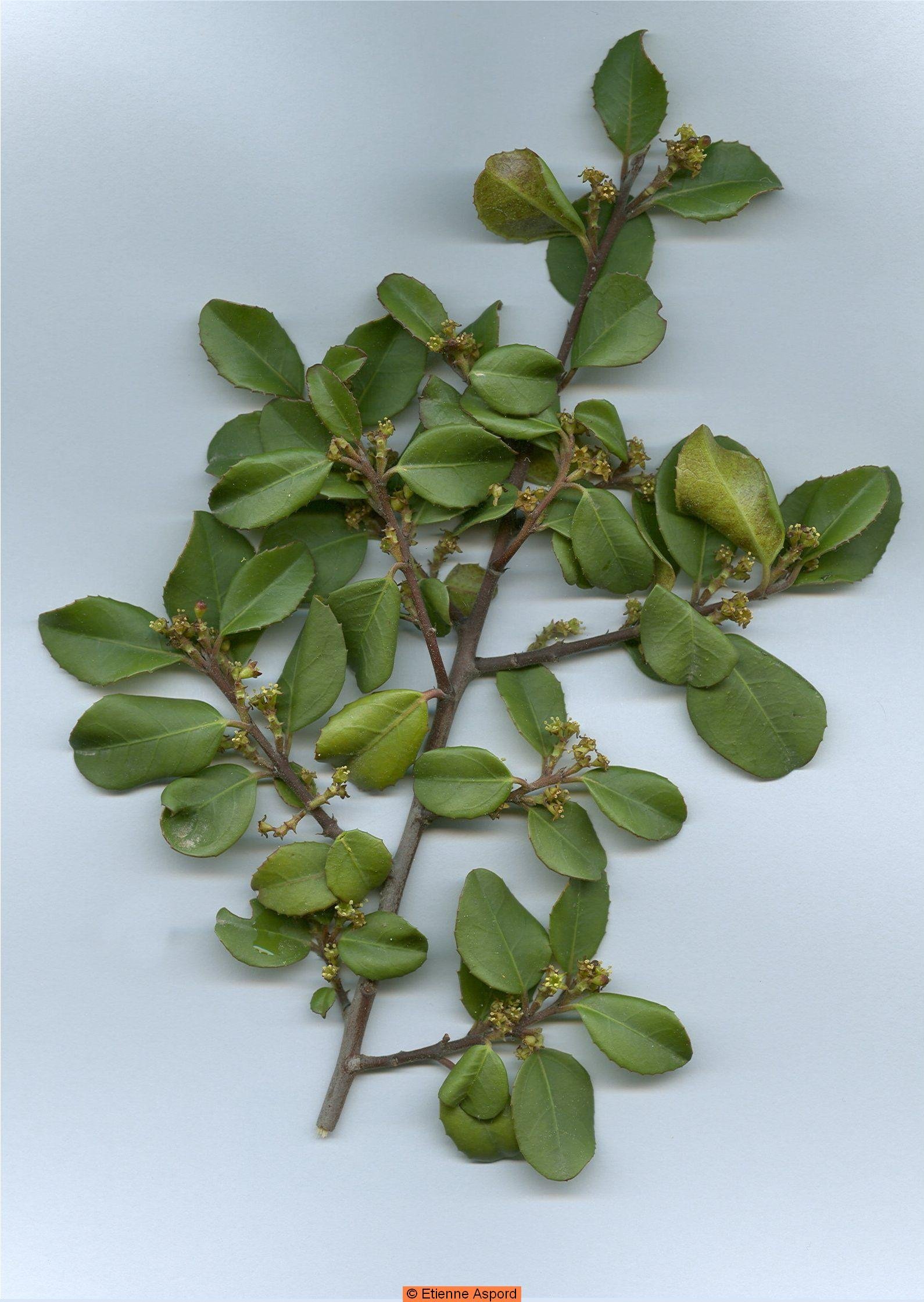 imagette/rhamnus alaternus