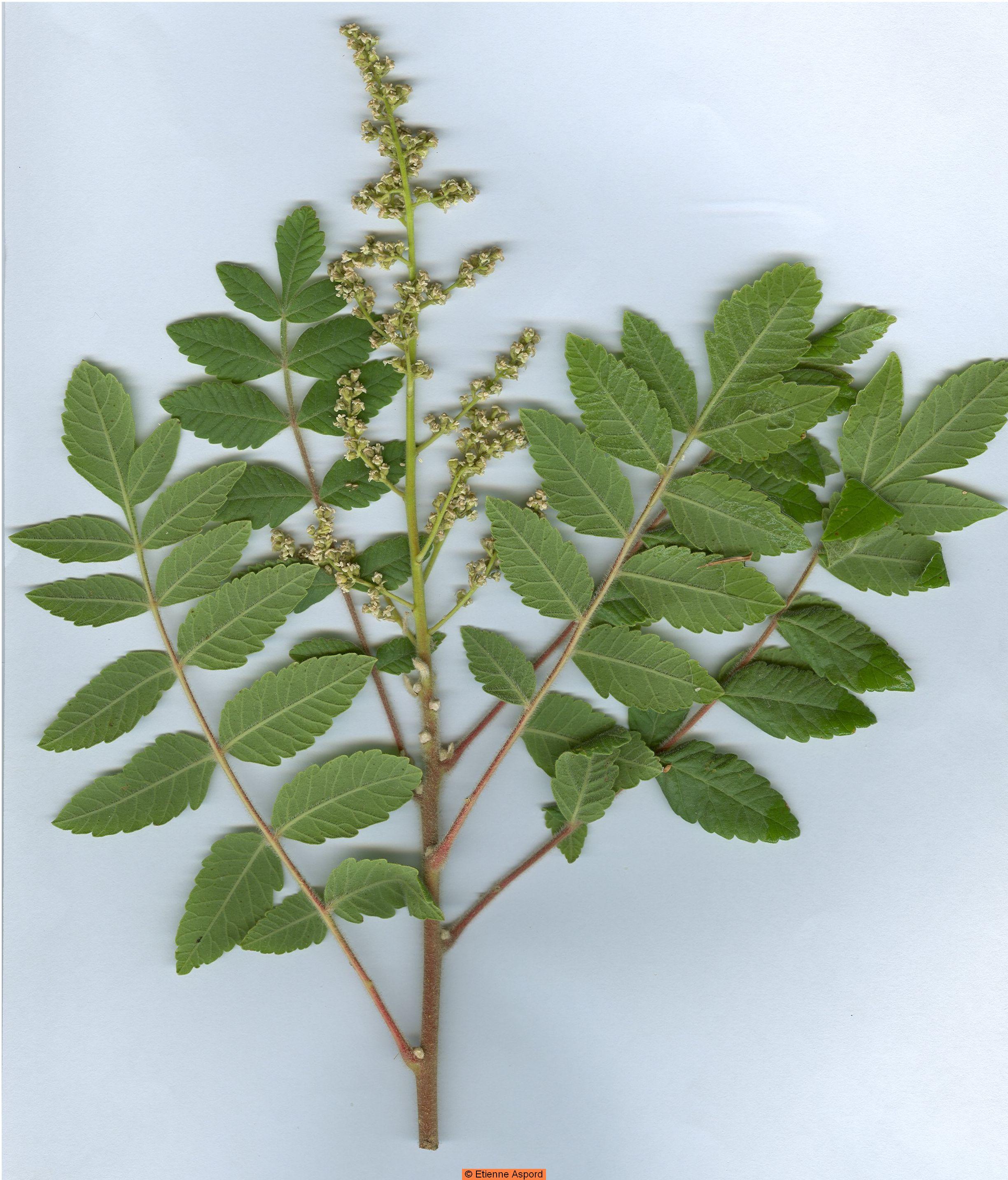 rhus coriara