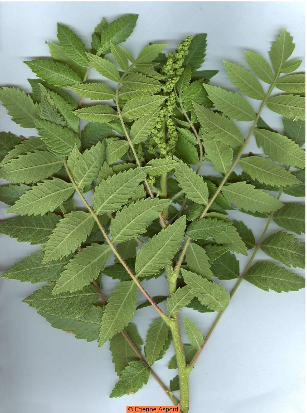 rhus coriara