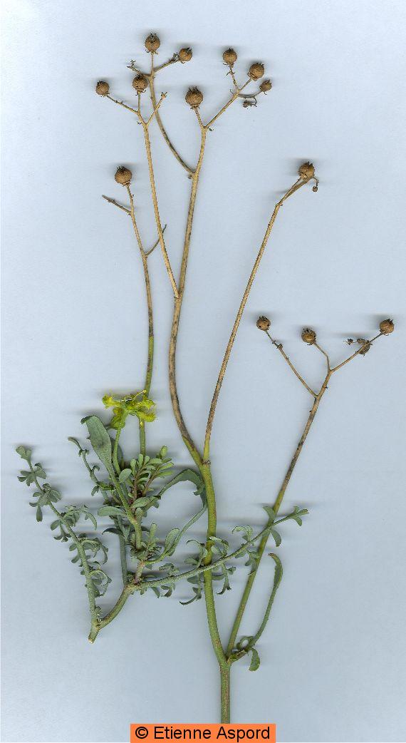 ruta angustifolia