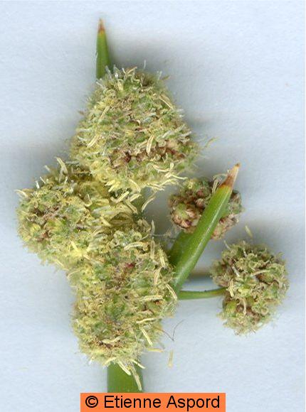 scirpoides holoschoenus