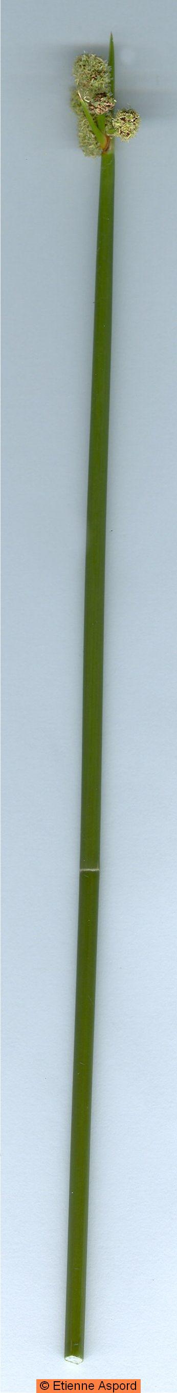 scirpoides holoschoenus