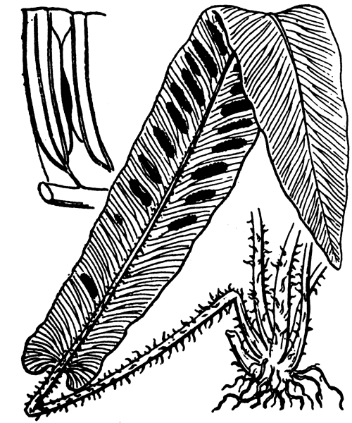 asplenium scolopendrium
