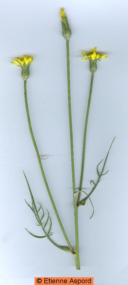 scorzonera laciniata