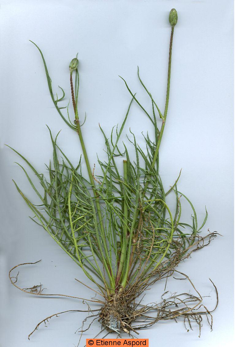 scorzonera laciniata