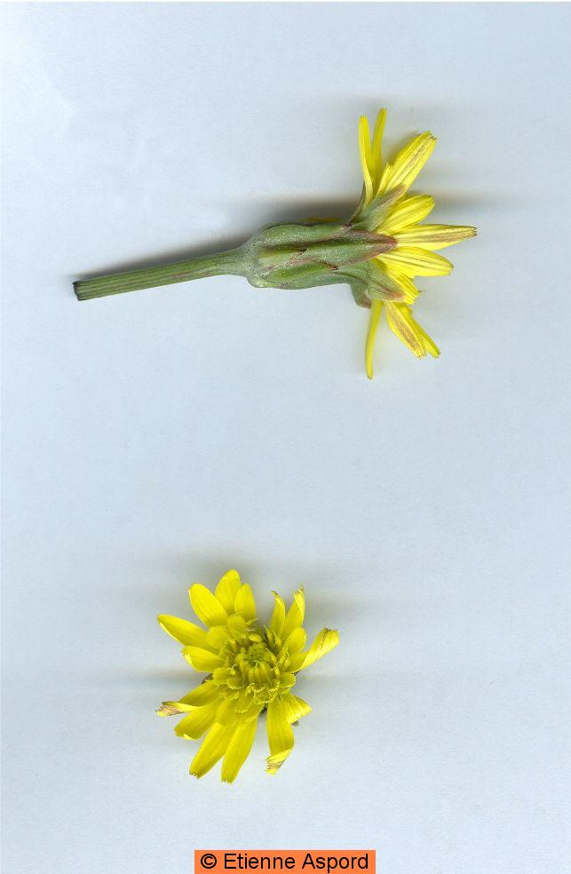 scorzonera laciniata