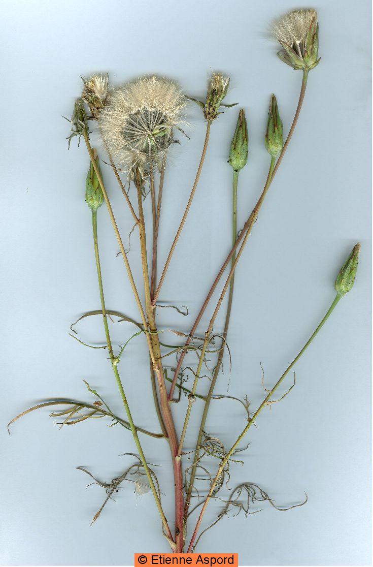 scorzonera laciniata