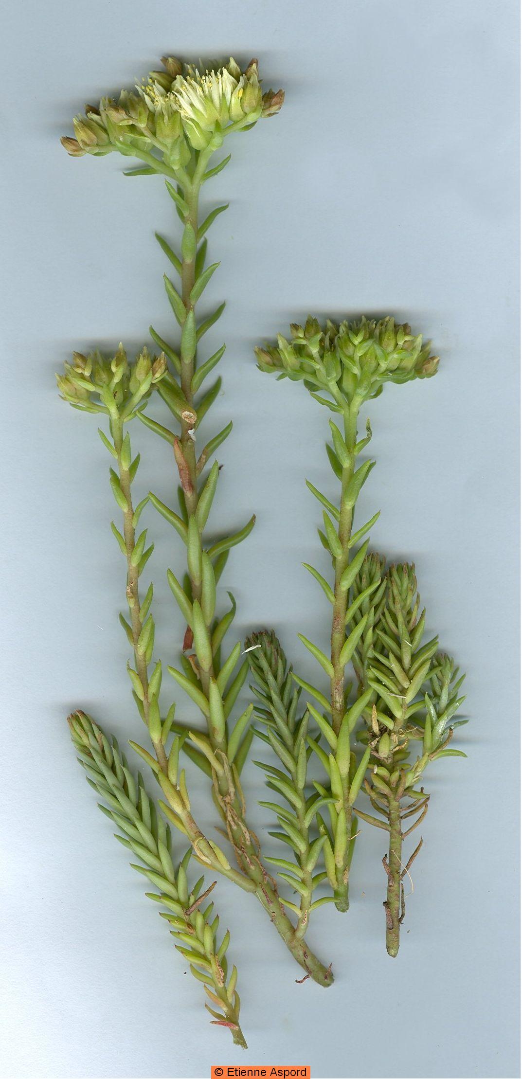 sedum ochroleucum