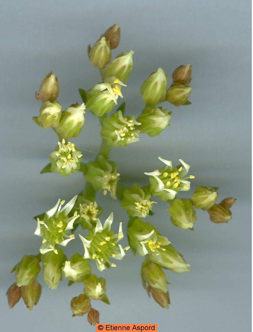 sedum ochroleucum
