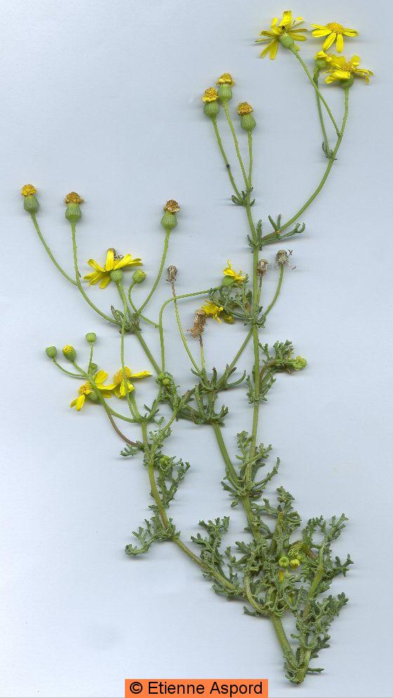 senecio gallicus