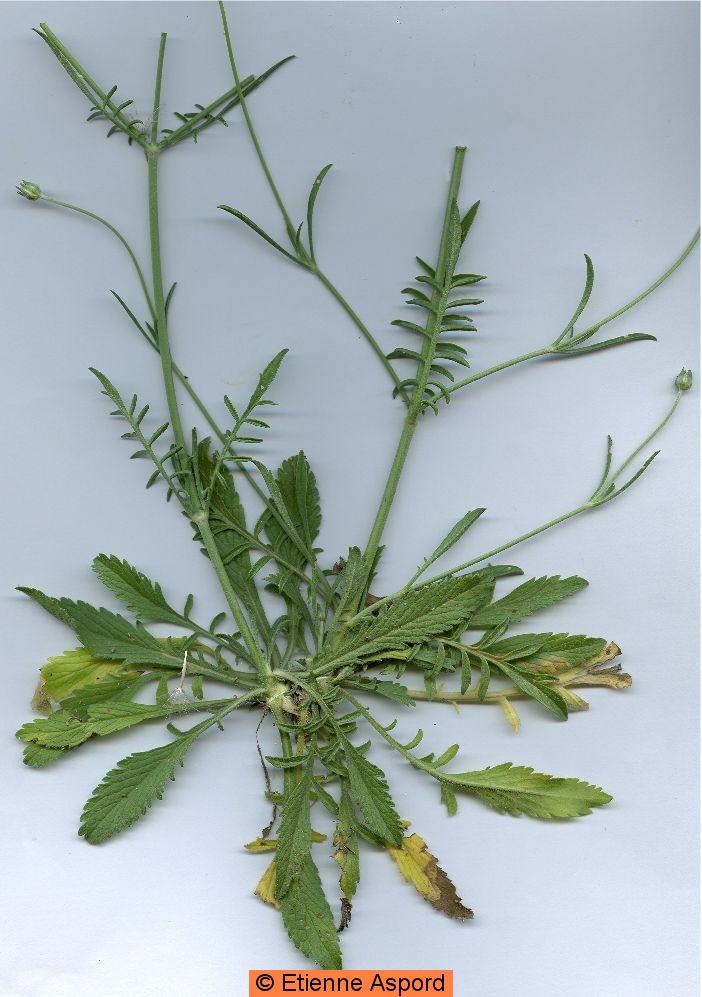 Sixalix atropurpureasixalix atropurpurea