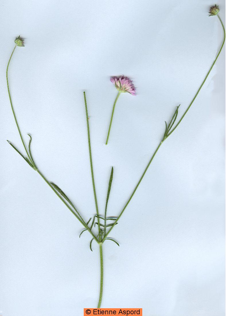 Sixalix atropurpureasixalix atropurpurea